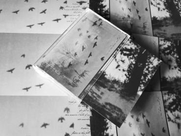 Left Alone... - ...as the Birds Still Fly