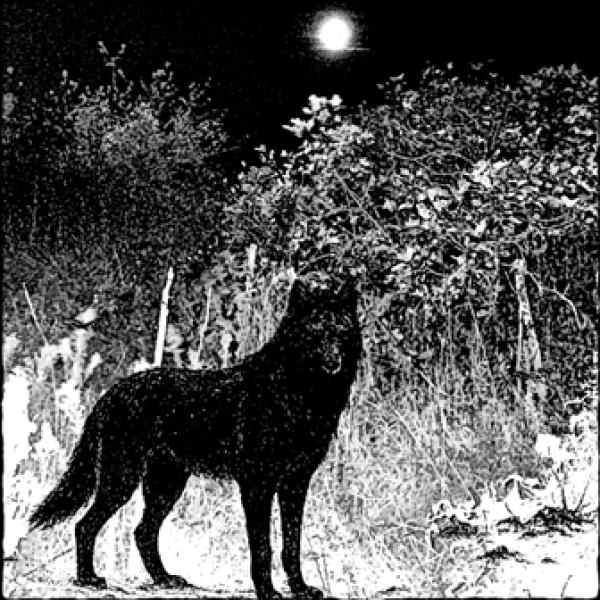 Raw Black Metal - Full Moon over the Frozen Forest
